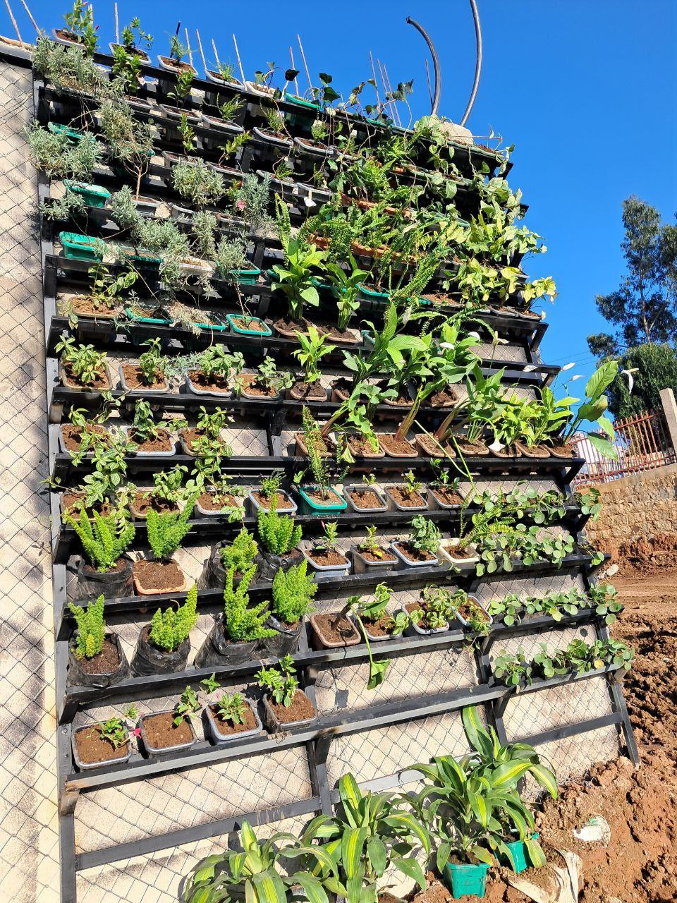 Ge'ez Bio drip irrigation system setup