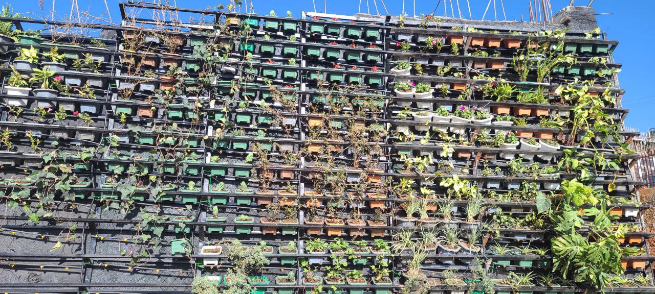 Close-up of drip irrigation emitters